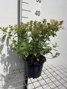 Spiraea jap. 'Manon' geen maat specificatie cont. 3,0L - afbeelding 2