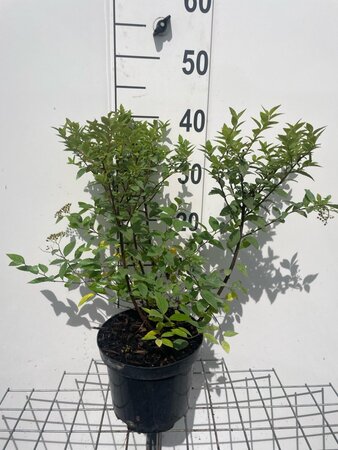 Spiraea jap. 'Manon' geen maat specificatie cont. 3,0L - afbeelding 3