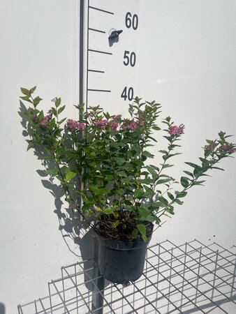 Spiraea jap. 'Manon' geen maat specificatie cont. 3,0L - afbeelding 4