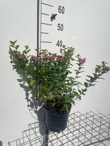 Spiraea jap. 'Manon' geen maat specificatie cont. 3,0L - afbeelding 4