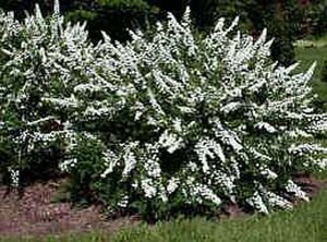 Spiraea nipp. 'Snowmound' 40-60 cm wortelgoed struik