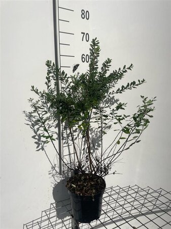 Spiraea nipp. 'Snowmound' 60-80 cm cont. 3,0L - afbeelding 4