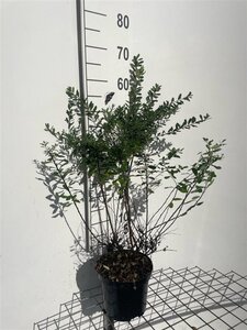 Spiraea nipp. 'Snowmound' 60-80 cm cont. 3,0L - afbeelding 4