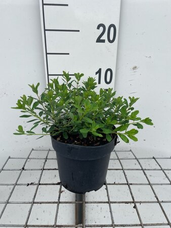 Spiraea nipp. 'Snowmound' geen maat specificatie cont. 1,3L - afbeelding 2