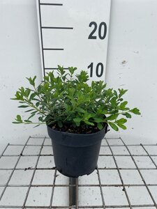 Spiraea nipp. 'Snowmound' geen maat specificatie cont. 1,3L - afbeelding 2