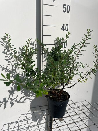Spiraea nipp. 'Snowmound' geen maat specificatie cont. 1,3L - afbeelding 3