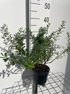 Spiraea nipp. 'Snowmound' geen maat specificatie cont. 1,3L - afbeelding 3