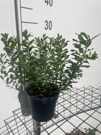 Spiraea nipp. 'Snowmound' geen maat specificatie cont. 1,3L - afbeelding 3