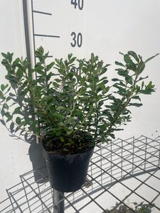 Spiraea nipp. 'Snowmound' geen maat specificatie cont. 1,3L - afbeelding 3