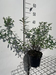 Spiraea nipp. 'Snowmound' geen maat specificatie cont. 3,0L