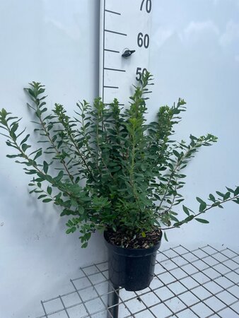 Spiraea nipp. 'Snowmound' geen maat specificatie cont. 3,0L - afbeelding 2