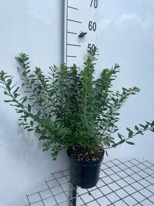 Spiraea nipp. 'Snowmound' geen maat specificatie cont. 3,0L - afbeelding 2