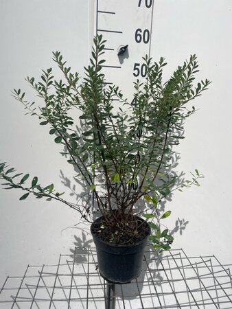 Spiraea nipp. 'Snowmound' geen maat specificatie cont. 3,0L - afbeelding 3