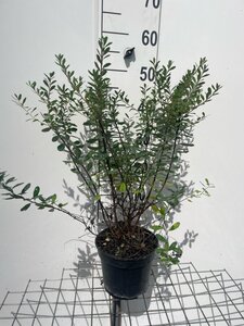 Spiraea nipp. 'Snowmound' geen maat specificatie cont. 3,0L - afbeelding 3