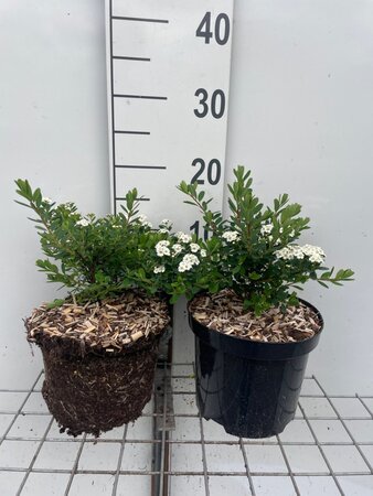 Spiraea nipp. 'Snowmound' geen maat specificatie cont. 3,0L - afbeelding 4