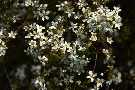 Spiraea thunbergii 40-60 cm wortelgoed struik - afbeelding 2