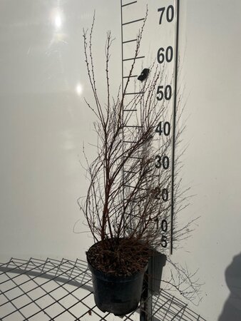 Spiraea thunbergii 60-80 cm cont. 3,0L - afbeelding 1