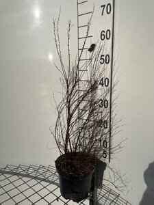 Spiraea thunbergii 60-80 cm cont. 3,0L - afbeelding 1
