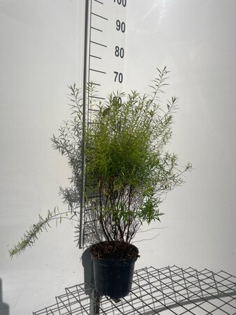 Spiraea thunbergii 60-80 cm cont. 3,0L - afbeelding 2