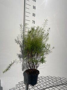 Spiraea thunbergii 60-80 cm cont. 3,0L - afbeelding 2