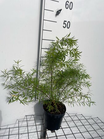 Spiraea thunbergii geen maat specificatie cont. 1,3L - afbeelding 3
