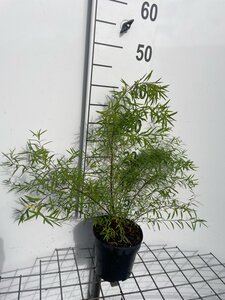 Spiraea thunbergii geen maat specificatie cont. 1,3L - afbeelding 3