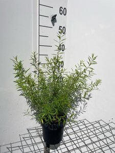 Spiraea thunbergii geen maat specificatie cont. 1,3L