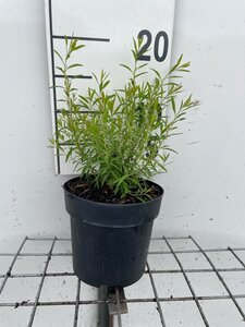 Spiraea thunbergii geen maat specificatie cont. 1,3L - afbeelding 2