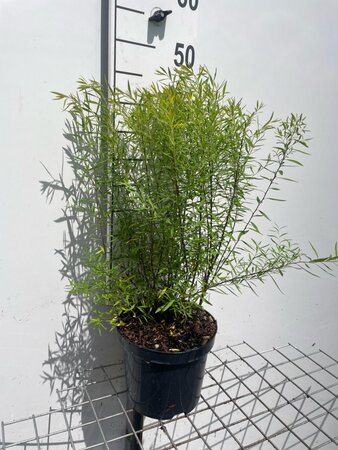 Spiraea thunbergii geen maat specificatie cont. 3,0L - afbeelding 1