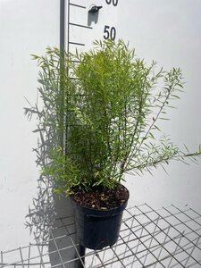 Spiraea thunbergii geen maat specificatie cont. 3,0L