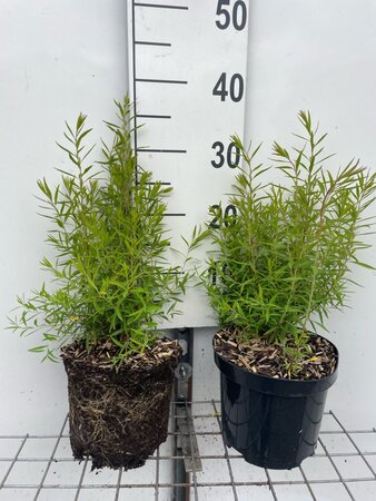 Spiraea thunbergii geen maat specificatie cont. 3,0L - afbeelding 2
