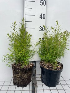 Spiraea thunbergii geen maat specificatie cont. 3,0L - afbeelding 2