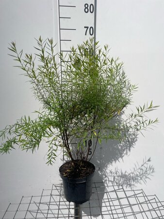 Spiraea thunbergii geen maat specificatie cont. 3,0L - afbeelding 3