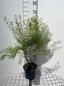 Spiraea thunbergii geen maat specificatie cont. 3,0L - afbeelding 3