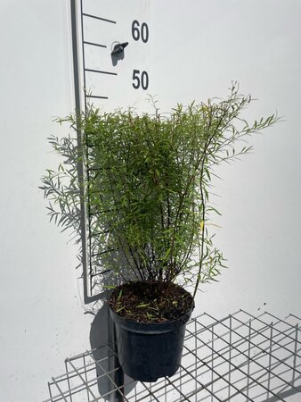 Spiraea thunbergii geen maat specificatie cont. 3,0L - afbeelding 4