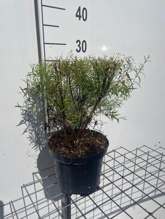 Spiraea thunbergii geen maat specificatie cont. 3,0L - afbeelding 5