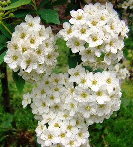 Spiraea vanhouttei 40-60 cm wortelgoed 2-jarig verplante zaailin
