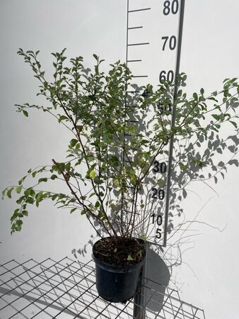 Spiraea vanhouttei 60-80 cm cont. 3,0L - afbeelding 2
