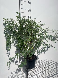 Spiraea vanhouttei geen maat specificatie cont. 3,0L