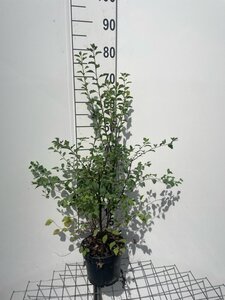 Spiraea vanhouttei geen maat specificatie cont. 3,0L - afbeelding 2
