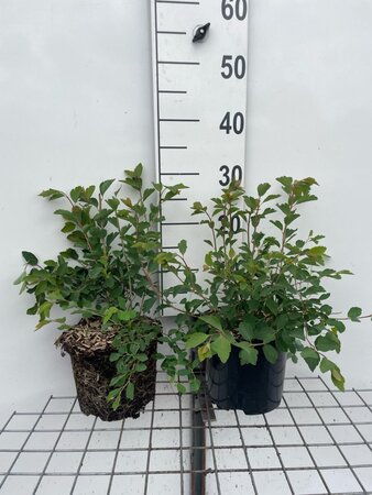 Spiraea vanhouttei geen maat specificatie cont. 3,0L - afbeelding 3