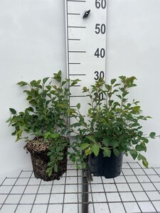 Spiraea vanhouttei geen maat specificatie cont. 3,0L - afbeelding 3
