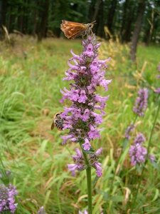 Stachys officinalis= Betonica geen maat specificatie 0,55L/P9cm