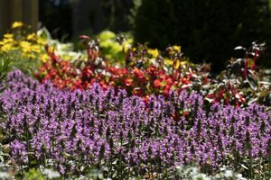 Stachys officinalis= Betonica geen maat specificatie 0,55L/P9cm - afbeelding 2