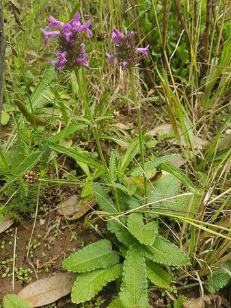 Stachys officinalis= Betonica geen maat specificatie 0,55L/P9cm - afbeelding 3