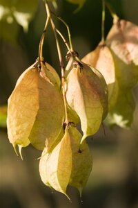 Staphylea colchica 60-80 cm container