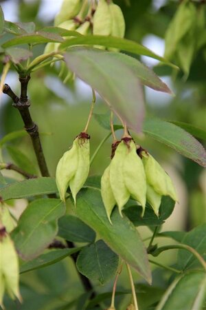 Staphylea colchica 60-80 cm container - afbeelding 5