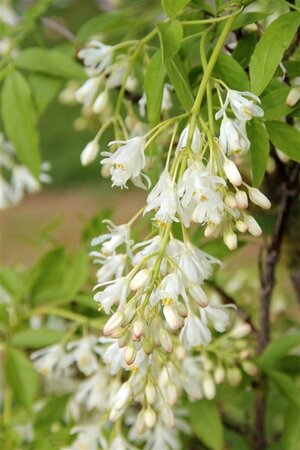Staphylea colchica 80-100 cm container - afbeelding 2