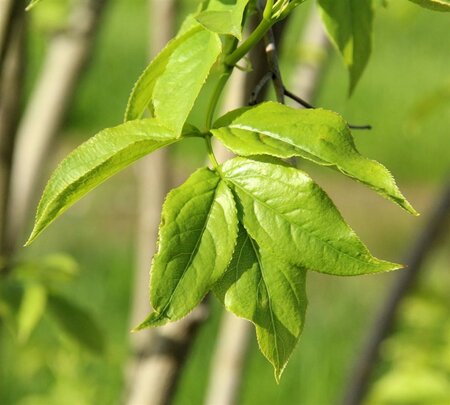 Staphylea colchica 80-100 cm container - afbeelding 3