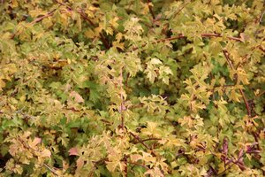 Stephanandra incisa 'Crispa' 30-50 cm cont. 3,0L - afbeelding 3